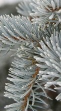 Trees, Fir-trees, Plants, Snow, Winter for Lenovo A2010