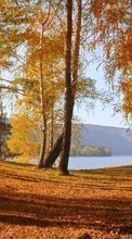 New mobile wallpapers - free download. Trees, Birches, Leaves, Autumn, Landscape picture and image for mobile phones.