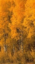 New mobile wallpapers - free download. Trees, Birches, Autumn, Landscape picture and image for mobile phones.