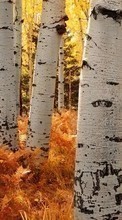 New 720x1280 mobile wallpapers Landscape, Trees, Autumn, Birches free download.