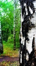 New mobile wallpapers - free download. Landscape, Trees, Birches picture and image for mobile phones.