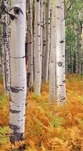 New mobile wallpapers - free download. Trees,Birches,Landscape picture and image for mobile phones.