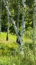 New mobile wallpapers - free download. Trees, Birches, Landscape, Grass picture and image for mobile phones.