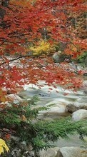 New mobile wallpapers - free download. Landscape, Rivers, Trees, Stones, Autumn picture and image for mobile phones.