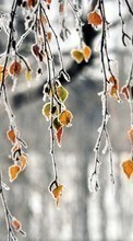 New mobile wallpapers - free download. Trees, ice, Leaves, Landscape picture and image for mobile phones.