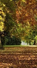 New 540x960 mobile wallpapers Landscape, Trees, Autumn, Leaves, Parks free download.