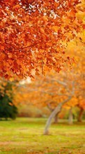 New mobile wallpapers - free download. Trees, Leaves, Autumn, Landscape picture and image for mobile phones.