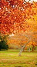 New mobile wallpapers - free download. Trees, Leaves, Autumn, Landscape picture and image for mobile phones.