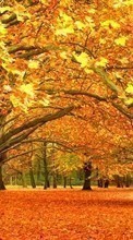 New mobile wallpapers - free download. Trees,Leaves,Autumn,Landscape picture and image for mobile phones.