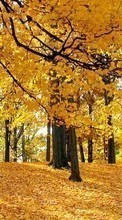 New mobile wallpapers - free download. Trees,Leaves,Autumn,Landscape picture and image for mobile phones.
