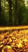 Trees,Leaves,Autumn,Landscape for LG G Pad 8.0 V490