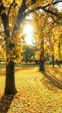 New mobile wallpapers - free download. Trees, Leaves, Autumn, Landscape, Sun picture and image for mobile phones.