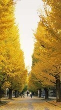 New mobile wallpapers - free download. Trees, Leaves, Autumn, Landscape, Streets picture and image for mobile phones.