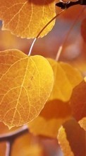 New mobile wallpapers - free download. Plants, Trees, Autumn, Leaves picture and image for mobile phones.