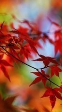 New mobile wallpapers - free download. Trees, Leaves, Autumn, Plants picture and image for mobile phones.