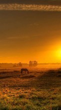 New mobile wallpapers - free download. Trees, Horses, Landscape, Fields, Sunset picture and image for mobile phones.