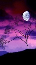New mobile wallpapers - free download. Landscape, Trees, Sky, Moon picture and image for mobile phones.