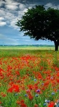New mobile wallpapers - free download. Trees, Poppies, Landscape, Fields picture and image for mobile phones.