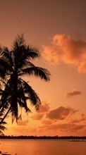 New mobile wallpapers - free download. Landscape, Trees, Sunset, Sky, Sea, Palms picture and image for mobile phones.