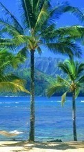 New mobile wallpapers - free download. Trees, Sea, Palms, Landscape, Beach picture and image for mobile phones.