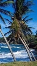 New mobile wallpapers - free download. Trees, Sea, Palms, Nature, Water picture and image for mobile phones.