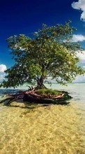 New mobile wallpapers - free download. Trees,Sea,Landscape picture and image for mobile phones.