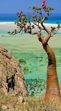 Trees, Sea, Landscape, Plants for HTC Desire