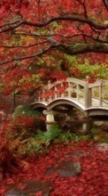 New mobile wallpapers - free download. Landscape, Bridges, Trees, Autumn picture and image for mobile phones.