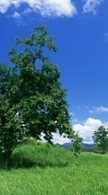 New mobile wallpapers - free download. Trees, Sky, Clouds, Landscape picture and image for mobile phones.