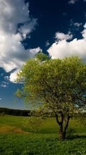 New mobile wallpapers - free download. Trees, Sky, Clouds, Landscape, Fields picture and image for mobile phones.