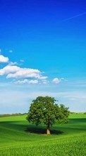 Trees, Sky, Clouds, Landscape, Fields