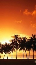 New mobile wallpapers - free download. Landscape, Trees, Sunset, Sky, Palms picture and image for mobile phones.