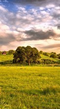 New 540x960 mobile wallpapers Landscape, Trees, Sky free download.