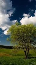 New mobile wallpapers - free download. Landscape, Trees, Sky picture and image for mobile phones.