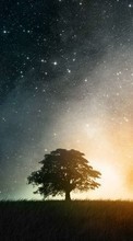 New mobile wallpapers - free download. Trees,Sky,Landscape,Nature,Stars picture and image for mobile phones.