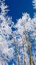 New mobile wallpapers - free download. Trees, Sky, Landscape, Snow, Winter picture and image for mobile phones.