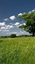New mobile wallpapers - free download. Landscape, Trees, Grass, Sky picture and image for mobile phones.
