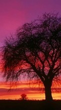 New mobile wallpapers - free download. Landscape, Trees, Sunset, Sky picture and image for mobile phones.