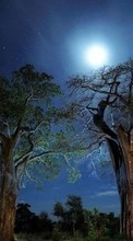 Trees,Night,Landscape for Fly ERA Nano 7 IQ4407