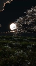 New mobile wallpapers - free download. Trees,Night,Landscape picture and image for mobile phones.