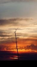 New mobile wallpapers - free download. Trees, Clouds, Landscape, Sunset picture and image for mobile phones.
