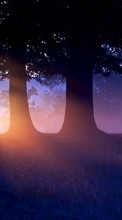 New mobile wallpapers - free download. Trees, Deers, Landscape, Sunset, Animals picture and image for mobile phones.