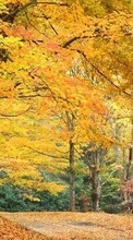 New 360x640 mobile wallpapers Landscape, Trees, Autumn free download.