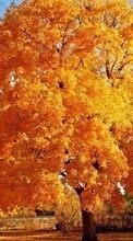 New mobile wallpapers - free download. Trees,Autumn,Landscape picture and image for mobile phones.
