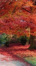 Trees,Autumn,Landscape for LG Optimus L1 2 E410