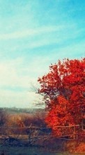 New mobile wallpapers - free download. Trees,Autumn,Landscape picture and image for mobile phones.