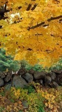 Trees,Autumn,Landscape for Apple iPhone 12