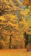New 240x320 mobile wallpapers Landscape, Trees, Autumn free download.
