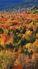 Landscape, Trees, Autumn for Nokia Asha 200
