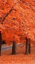Landscape, Trees, Autumn for HTC Smart